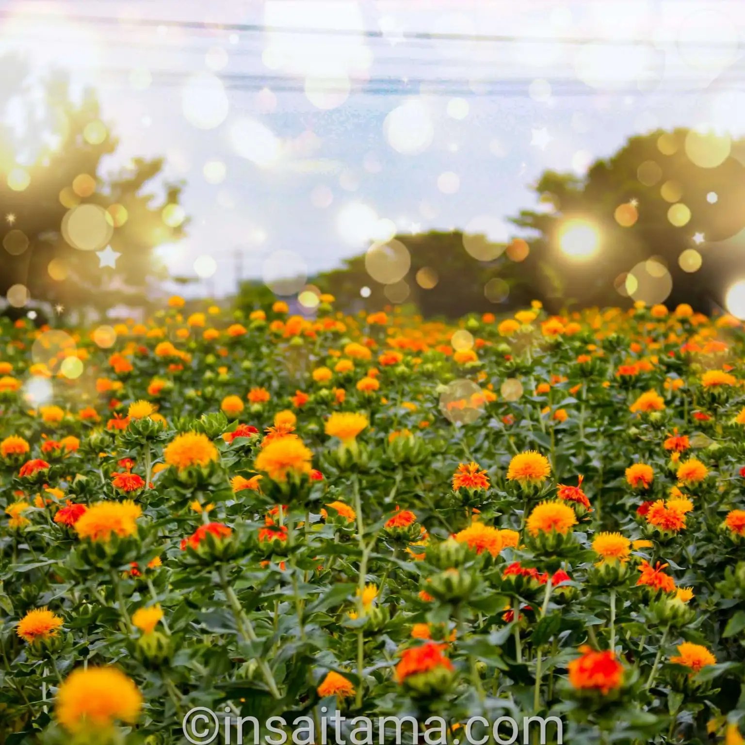 🌳 성산 공원(시로야마 코엔) 이미지 8